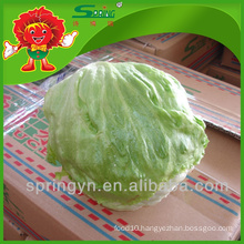 Organic hydroponic lettuce iceberg lettuce